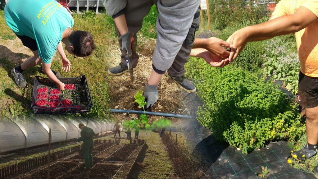 A Santa Maria la Longa si raccolgono i frutti e le verdure prodotte dall'azienda biologica Fruts di Bosc